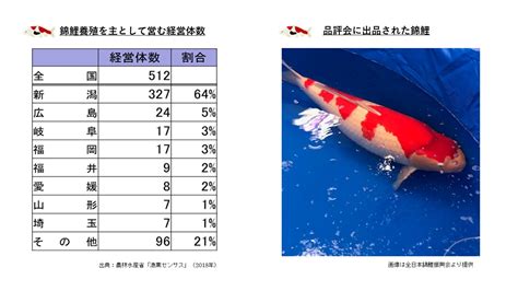 錦鯉魚|日本伝統の「泳ぐ芸術品」錦鯉について学ぼう：農林水産省